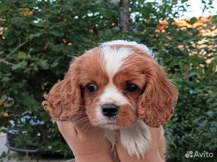 Щенок королевский спаниель