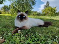 Вязка Невская маскарадная кошка