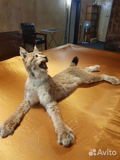 Энтерьер чучело