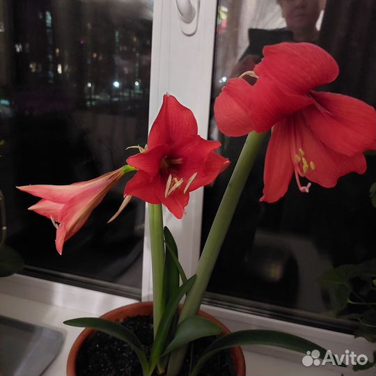 Кливия