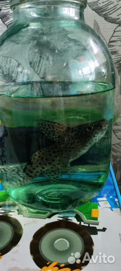 Аквариумные рыбки