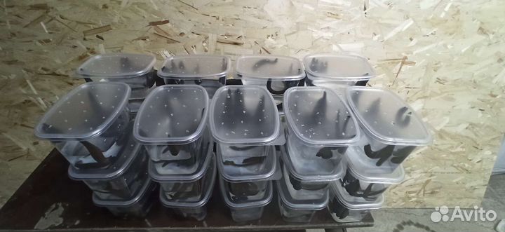 Пиявки (наживка для рыбалки)