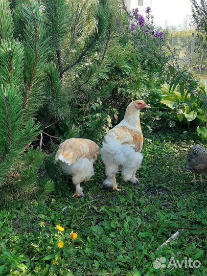 Куры Брама Лимон