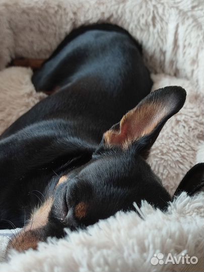 Вязка той-терьер