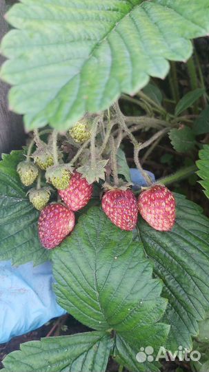 Земклуника мускатная усы, рассада