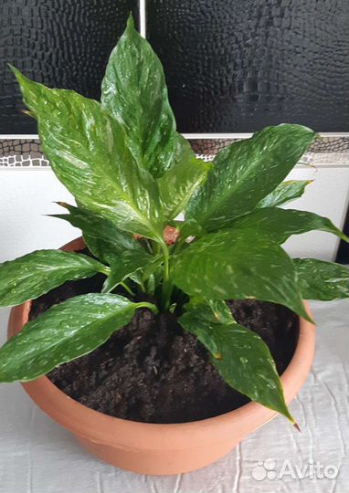 Спатифиллум пестролист. Домино