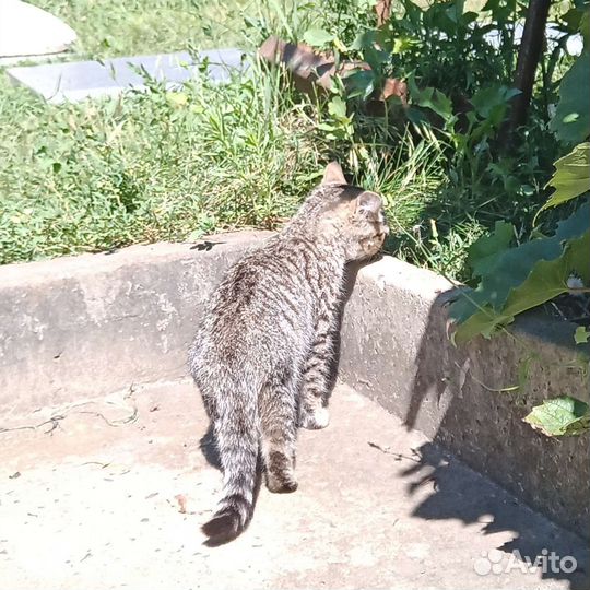 Кошка бесплатно