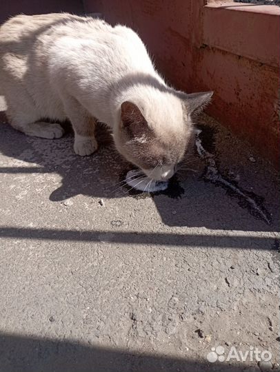 Кошки в добрые руки