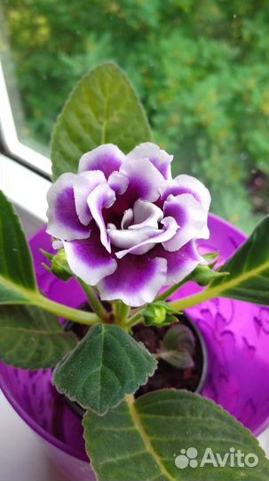 Глоксиния, Аглоэнема, бальзамин