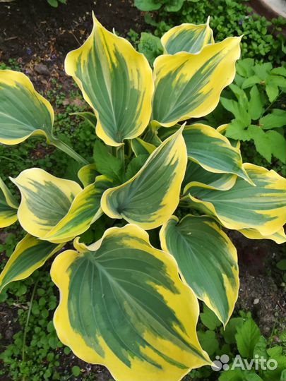 Хоста набор