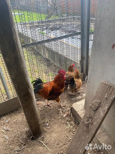 Петух Кучинский