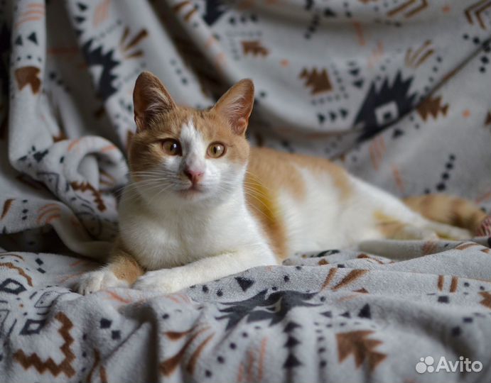 Рыжий кот Персик