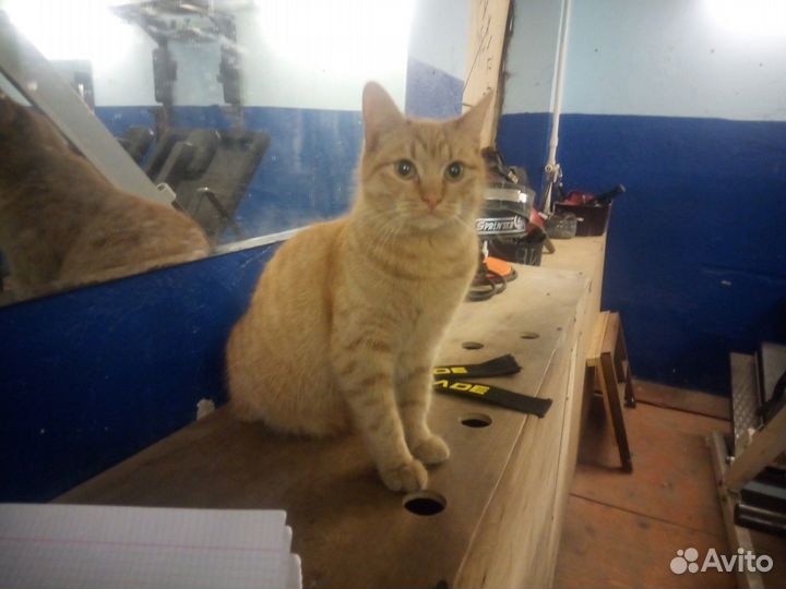 Котики серый и рыжий