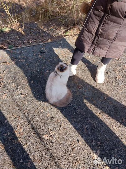 Кот на вязку