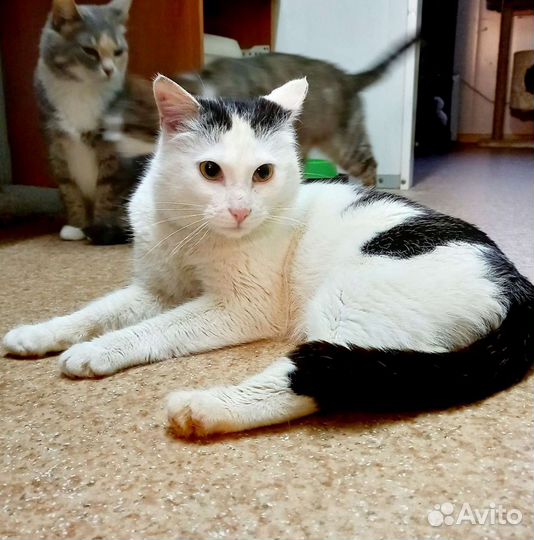 Котик Оскар в добрые руки