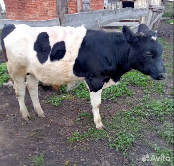 Теленок, бычок