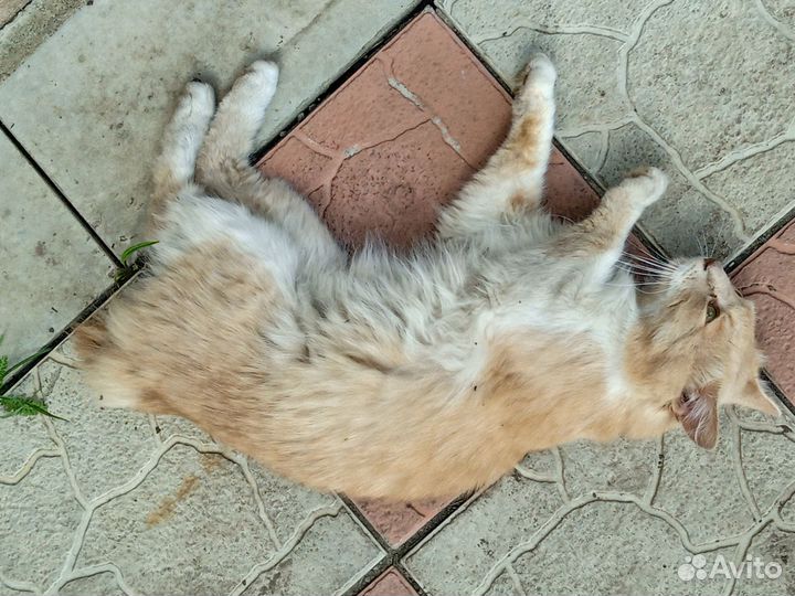 Потерялся кот. Курильский бобтейл