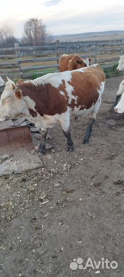 Продам быка