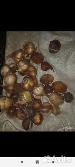 Луковицы тюльпанов