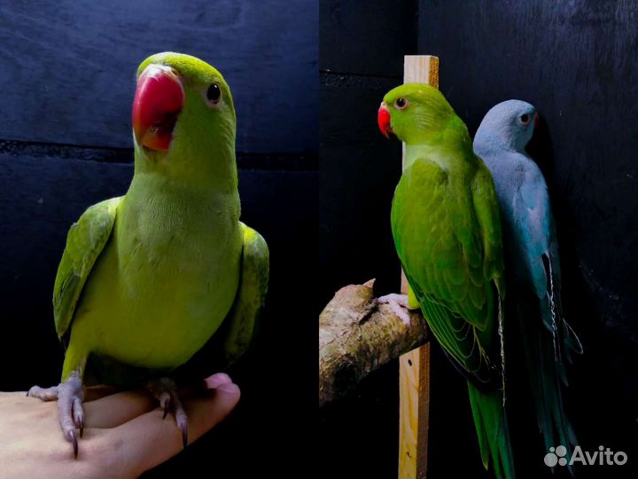 Попугай пиррура, ожереловый, Монах выкормыши с днк