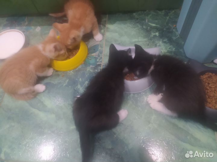 Котята в добрые руки