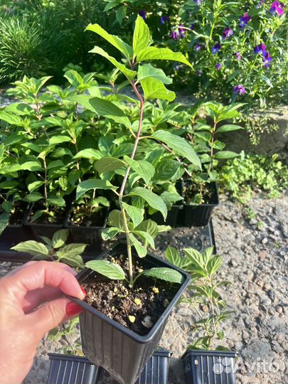 Гортензии метельчатые