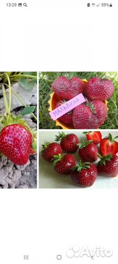 Саженцы клубники крупноплодной и ремонтантной