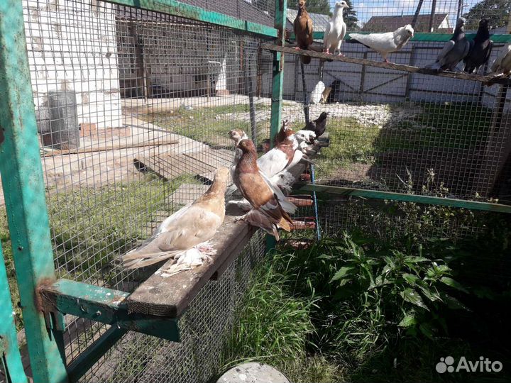 Голуби узбеки, бакинцы