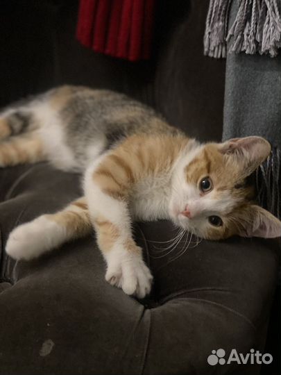 Кошка в дар бесплатно