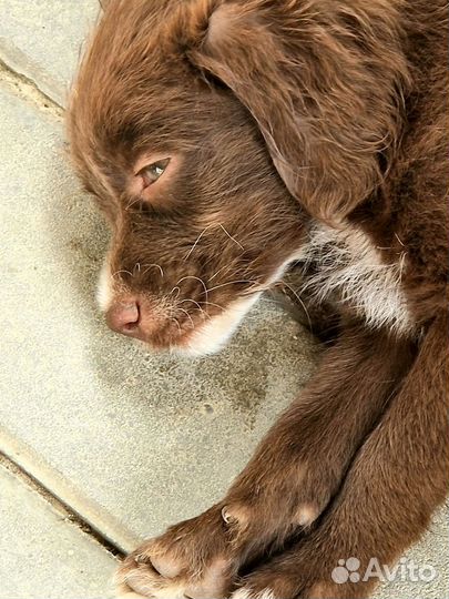 Собака в добрые руки щенок мальчик