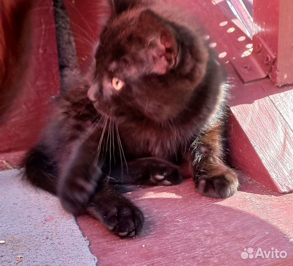 Пушистые котята в добрые руки