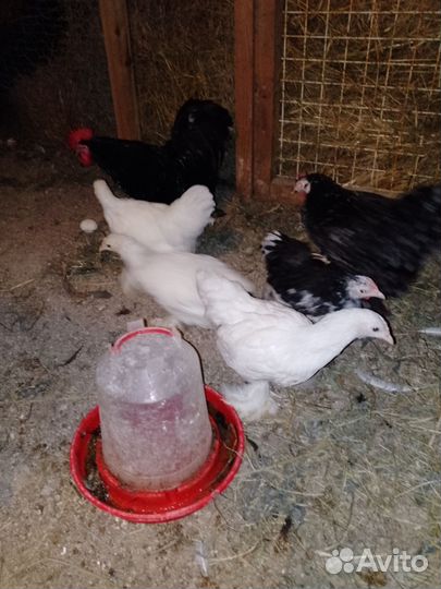 Куры петухи