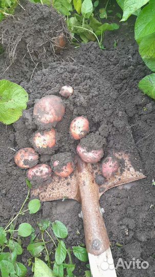 Картофель молодой оптом и в розницу