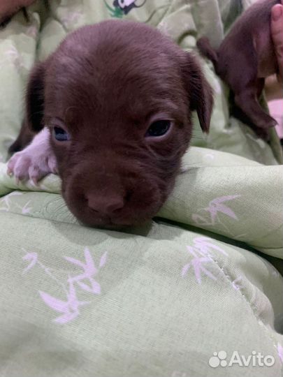 Щенки в добрые руки