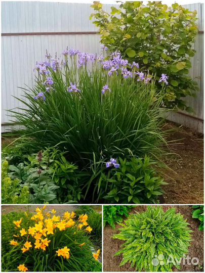 Саженцы многолетних растений для сада