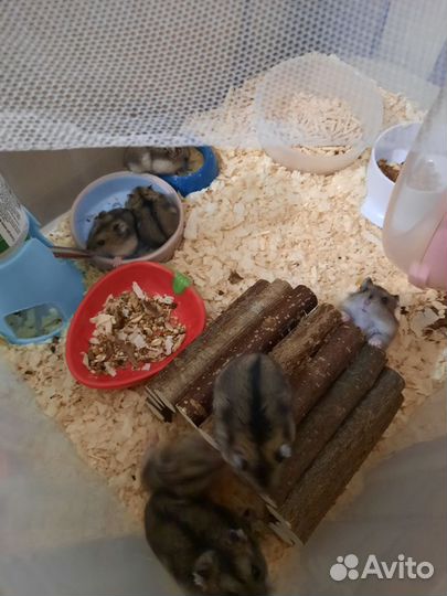 Хомяки джунгарики бесплатно