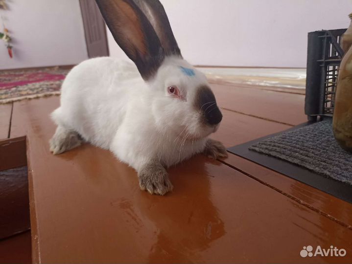 Кролчата колифорния