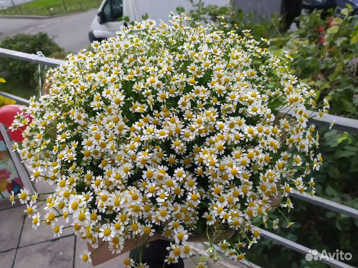 51 ромашка, букет ромашек