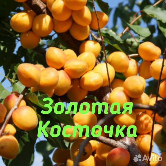 Абрикос