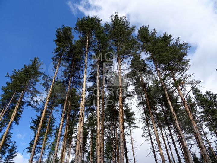 Участок 30 сот. (ИЖС)