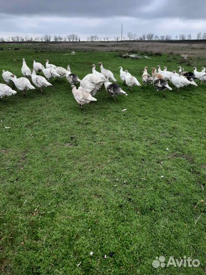 Продам.Яйца домашние индюшиные на инкубацию