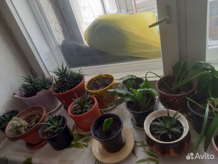 Цветы и растения домашние