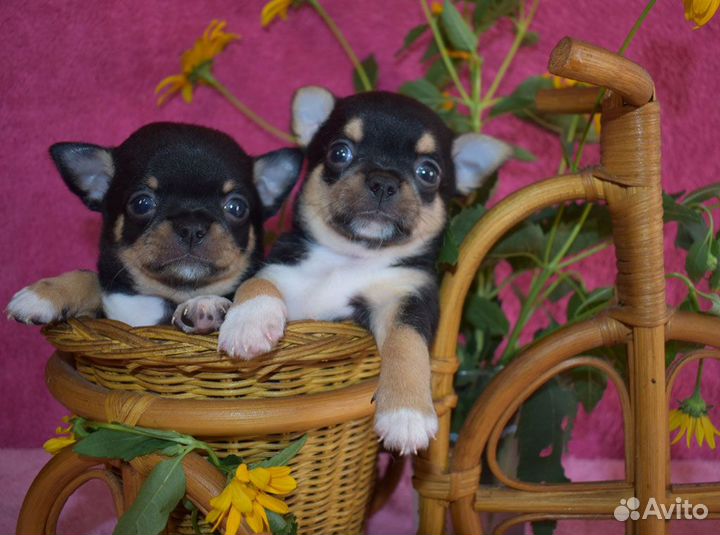 Самые - самые