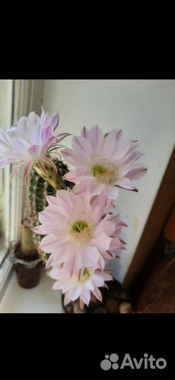 Кактус эхинопсис