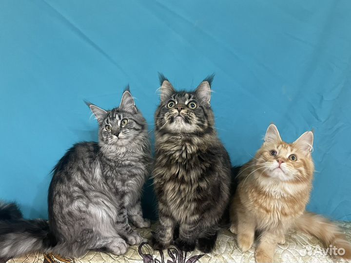 Коты и кошечки мейн-кун