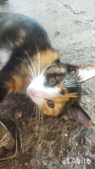 Котёнок 3 месяца