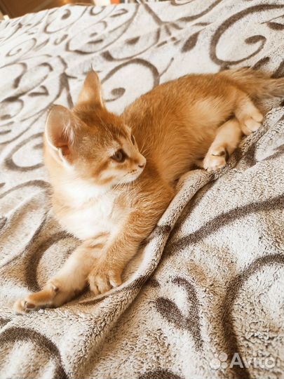 Британские котята) готовы к переезду)