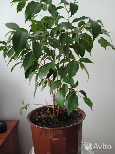 Домашний цветок- фикус
