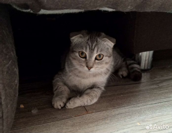 Шотландская вислоухая кошка