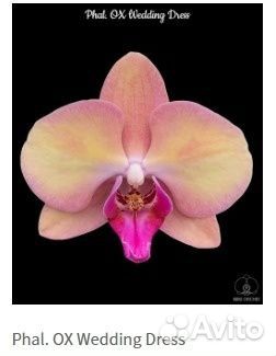 Орхидея Phal. OX Wedding Dress